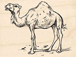 Camel Rubber Stamps